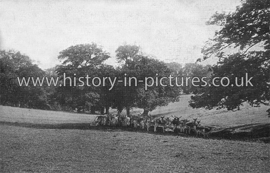 Deer Feeding in Epping Forest, Essex. c.1914